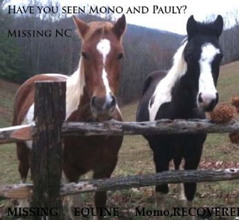 MISSING EQUINE Momo,RECOVERED Near Banner Elk, NC, 28604